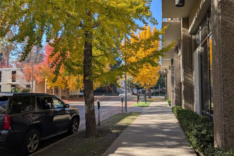 A sunny sidewalk lined with trees displaying bright yellow and orange autumn leaves, parked cars, and buildings. Shadows fall across the path, and the sky is clear and blue.